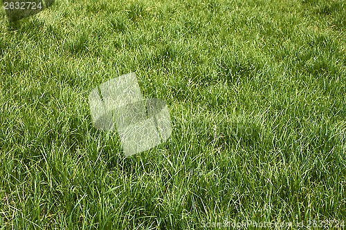 Image of Meadow grass in the springtime
