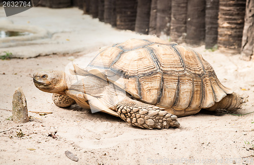 Image of Sulcata Tertoise