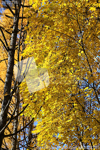 Image of Yellow autumn trees