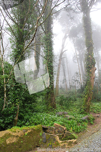 Image of Portugal. Sintra. Relic trees in park of Pena National Palace in