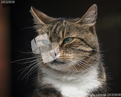 Image of Cat
