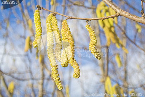 Image of Hazelnut bloom