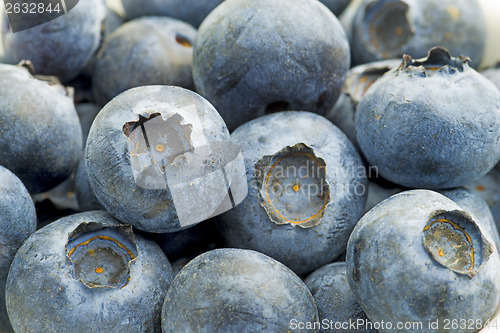 Image of blueberry