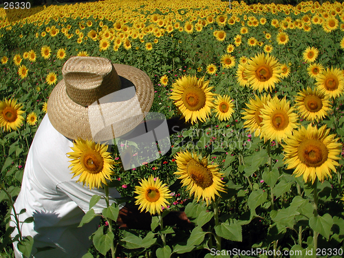 Image of Sunflower Farmer