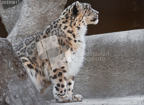 Image of Snow Leopard