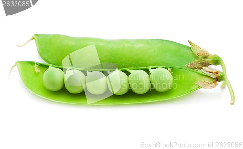 Image of Pea