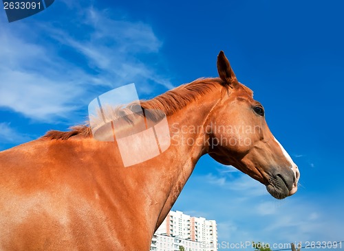 Image of Horse