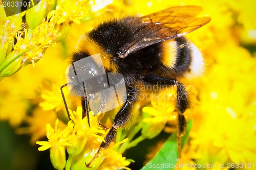 Image of Bumblebee