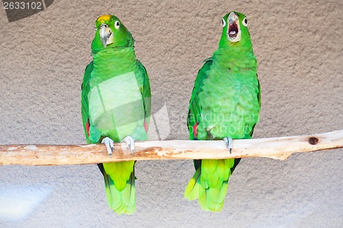 Image of Parrots