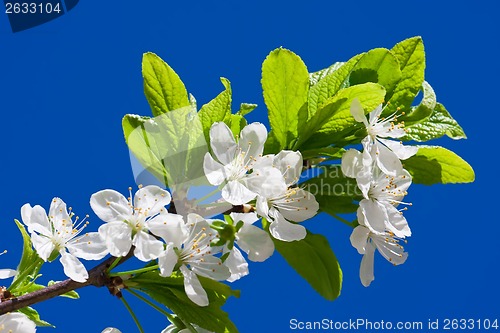 Image of Apple flowers