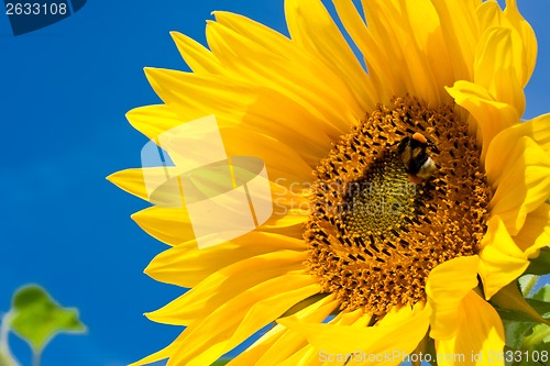 Image of Sunflower