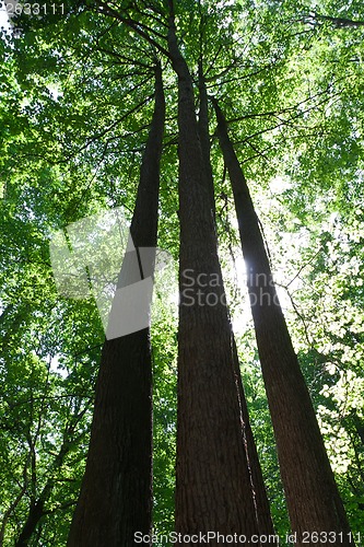 Image of Green forest