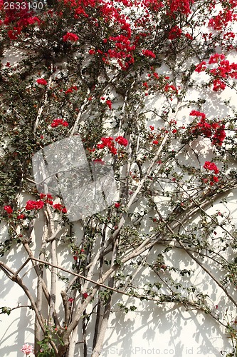 Image of bougainvillea flower background