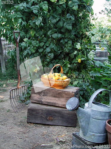 Image of Rustic Garden