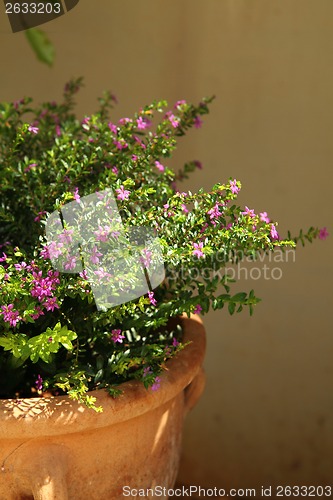 Image of violet flower in the pot