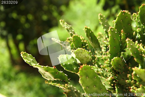 Image of opuntia cactus background