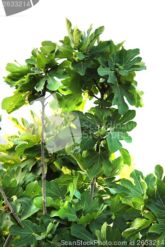 Image of green figs plant 