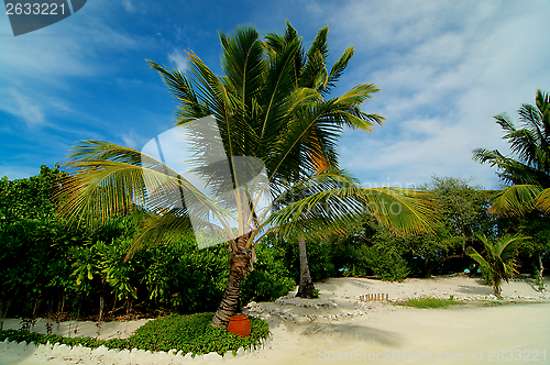 Image of Palm Tree Alley