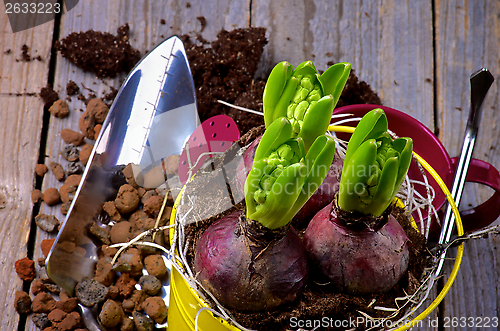 Image of Planting Hyacinth Bulbs