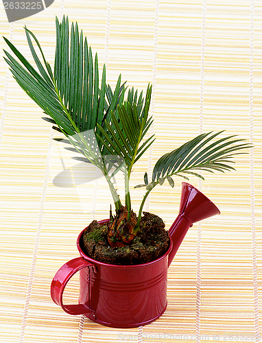 Image of Little Palm Chrysalidocarpus Areca