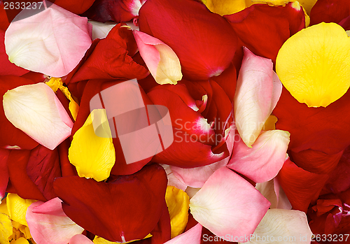 Image of Background of Rose Petals