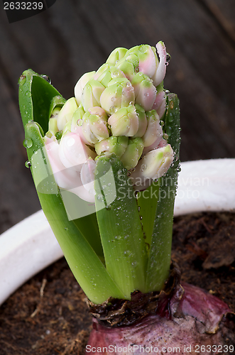 Image of Pink Hyacinth