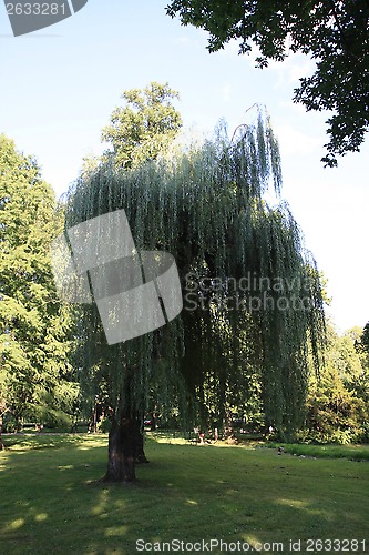 Image of Weeping Willow