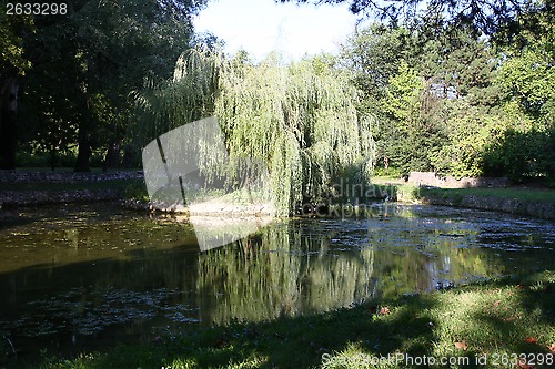 Image of Weeping Willow