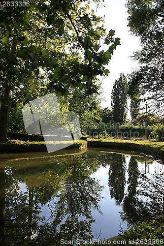 Image of Tree reflection