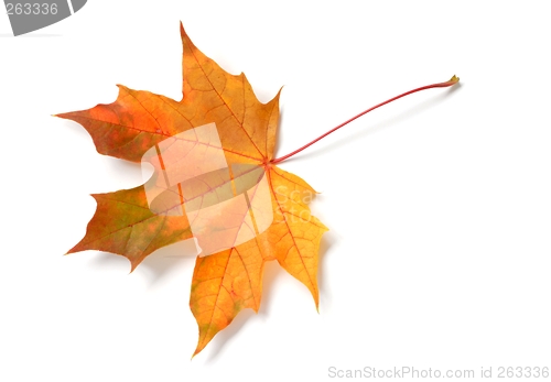 Image of Leaf