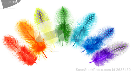 Image of Guinea fowl feathers are painted in bright colors of the rainbow