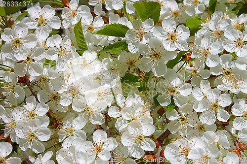 Image of Cherry blossom in spring