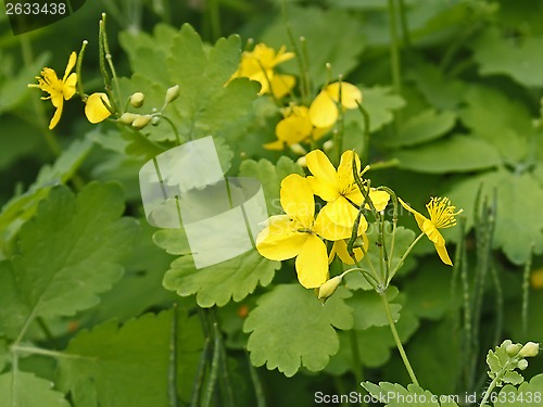 Image of Flowering of celandine 