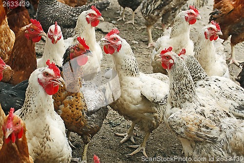 Image of Chickens on the poultry yard