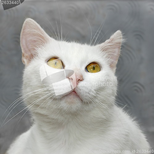 Image of White cute cat