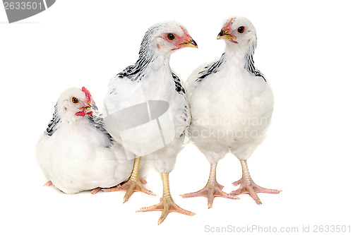 Image of Chickens on white background