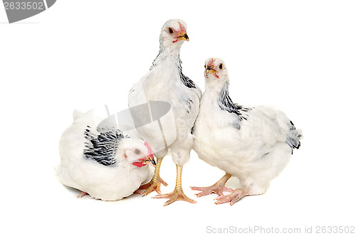 Image of Chickens on white background