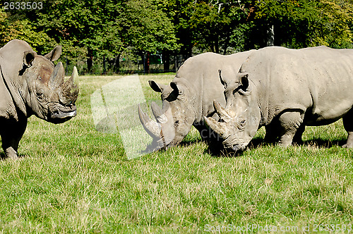 Image of Group of rhino