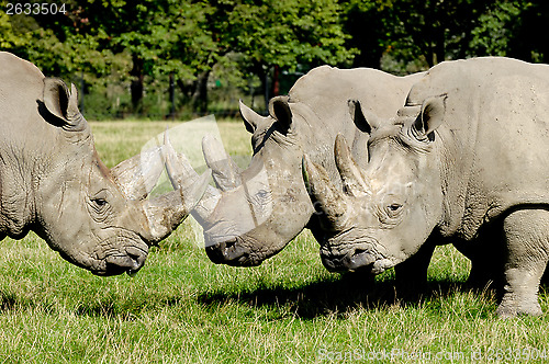 Image of Group of rhino
