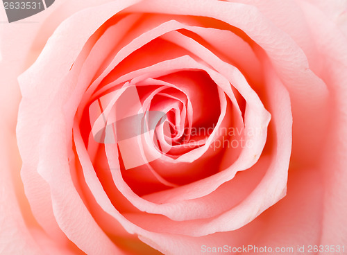 Image of Pink Rose texture 