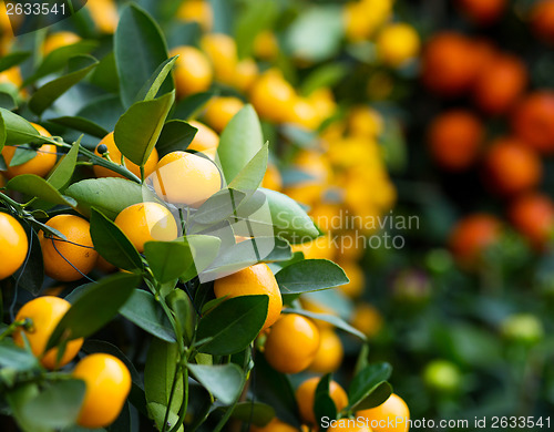 Image of Tangerine for lunar new year