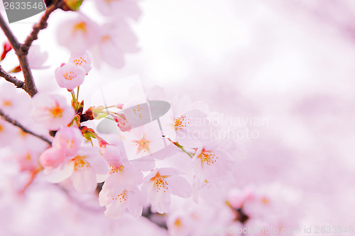 Image of Japanese sakura