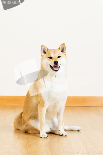 Image of Shiba