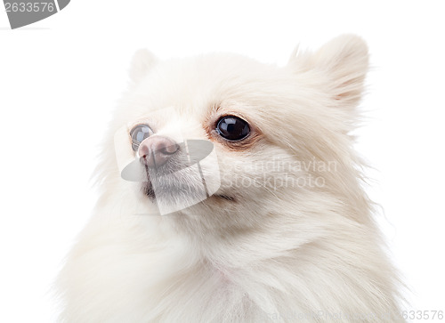 Image of White pomeranian