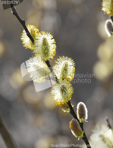 Image of Pussy willow catkin