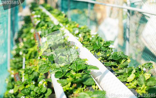 Image of Organic hydroponic strawberry field