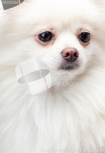 Image of White pomeranian dog