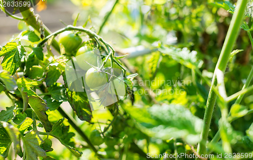 Image of Green tomato