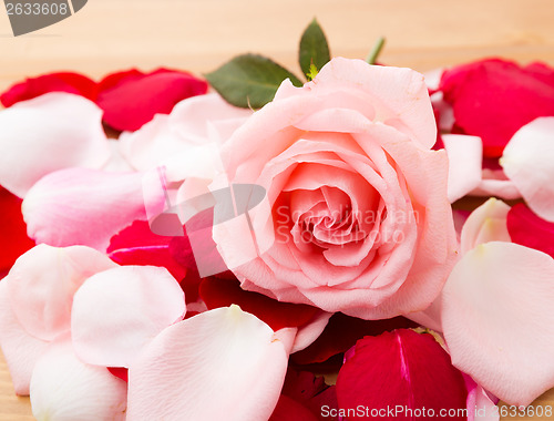 Image of Rose and petal