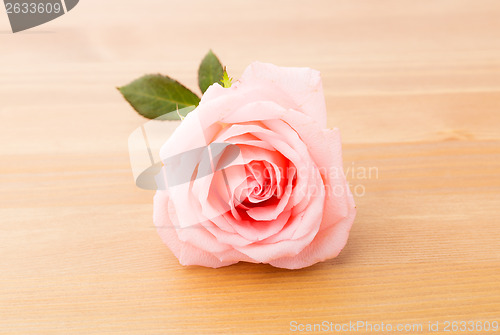 Image of Rose over wooden background
